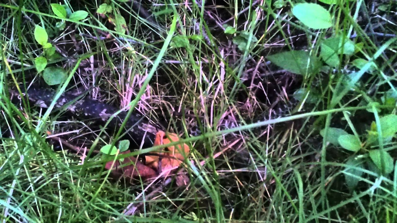 camera iphone 8 plus apk Eastern Milk Snake Release