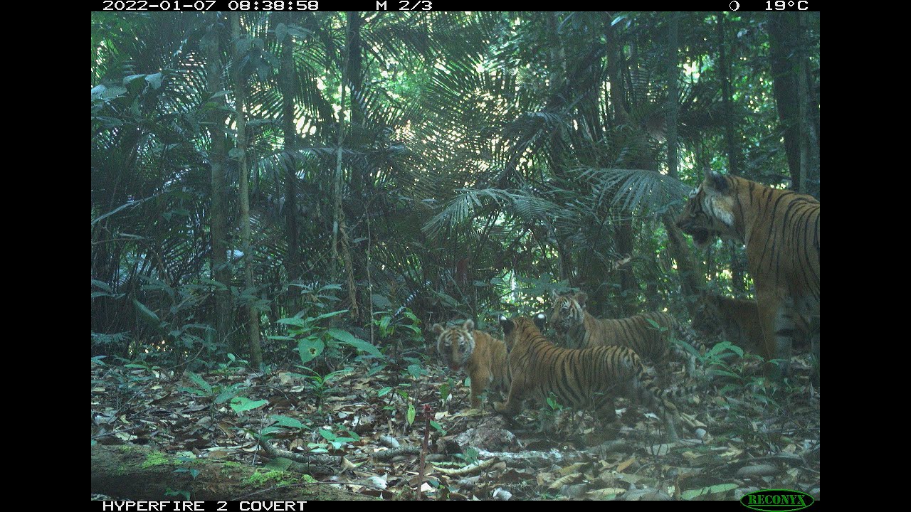 Four Malayan tiger cubs spotted in the wild