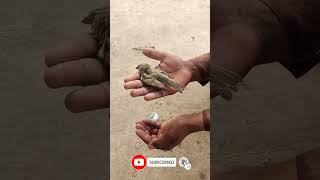 Download Lagu #video #rab #Na #kare #ki ye #zindagi Altaf Saraiki Vliog#1000YouTube# channel subscribe karo# MP3