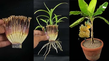 Unique Skill How to grow banana tree from banana flower