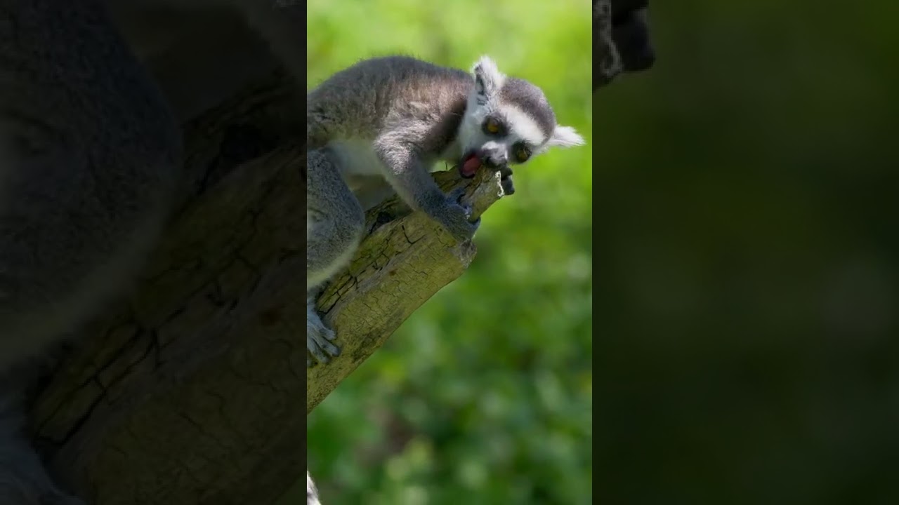 Lemur on Tree - Nature Video Short Clips - 4K HD 