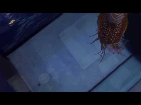 Nautilus pompilius