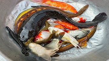 Kem Chanel và mèo hồng bắt cá được cá chép, cá trê khổng lồ, cá vàng, con lươn, cá  lạ trong ao nhỏ.