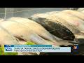 Safra da tainha movimenta Mercado do Peixe de Itajaí
