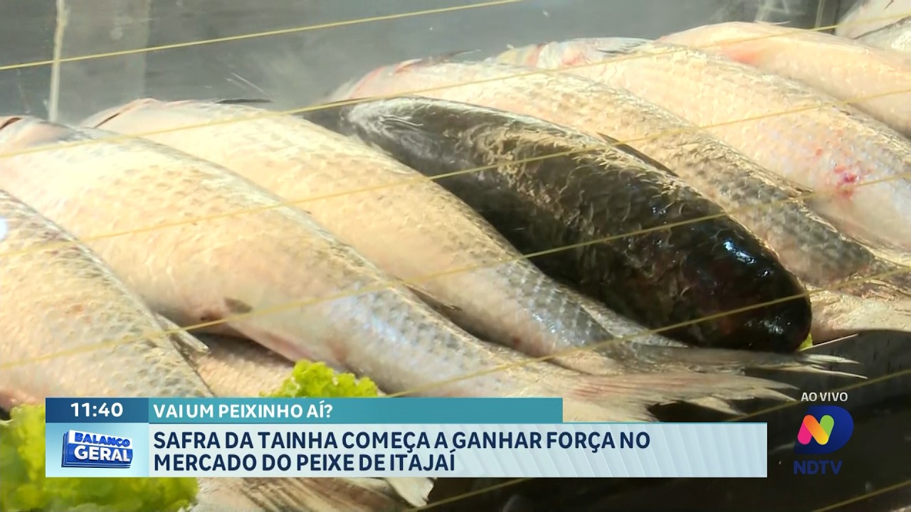 afra da tainha movimenta Mercado do Peixe de Itajaí