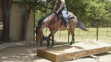 Barons Frosted Boon - teeter totter, bridge, work gate, trail riding! - ValleyViewRanch.net
