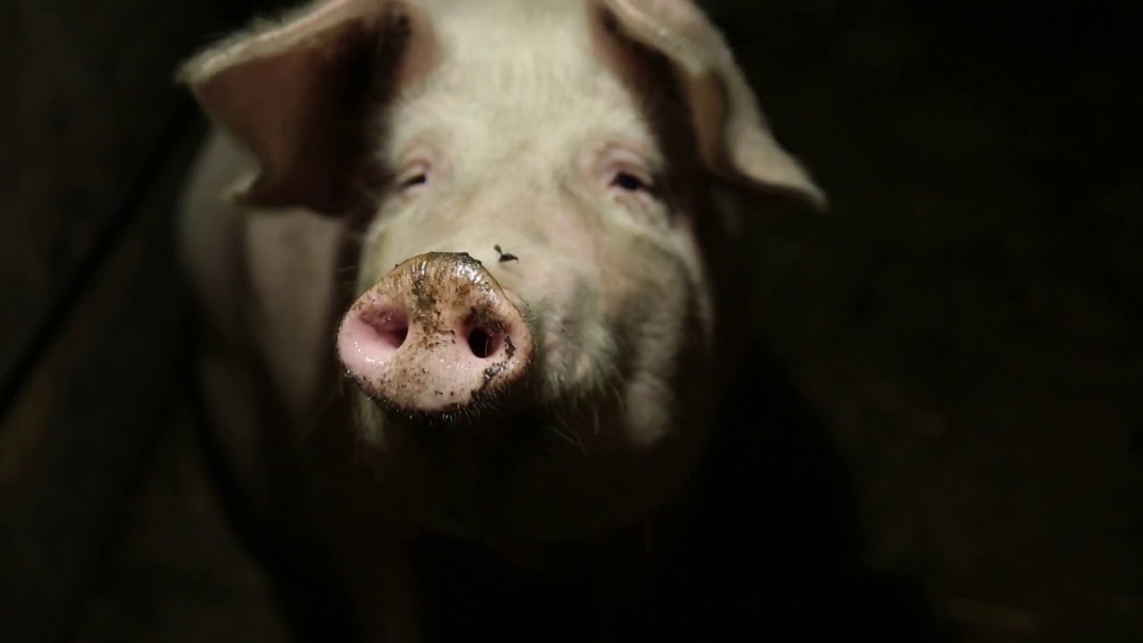 Человек и трактор: потерявший ноги фермер работает на своей земле | ЧЕЛОВЕК НА КАРТЕ