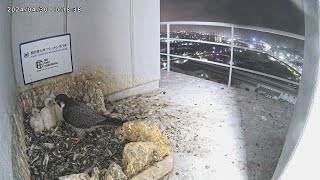 Osaka Peregrine Falcons/2024-04-30/Nest around midnight