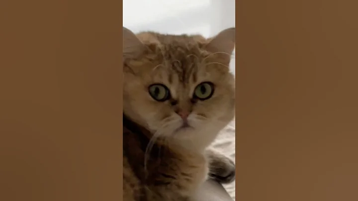 Video 8850741: britishshorthair cat funnycats, kitty britishshorthair, britishshorthair cat funny, angry kitty