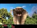 Komodo versus Cobra - Vítimas
