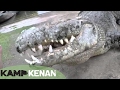 World's Largest Crocodile in Captivity : Kamp Kenan S3 Episode 10