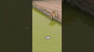 You Won't Believe How This Cat Caught a Fish! (@hieudang199598)