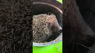 the hedgehog got trapped and can't get out