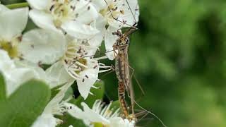 Common Hawthorn - Crane flies mating on flowers - May 2022