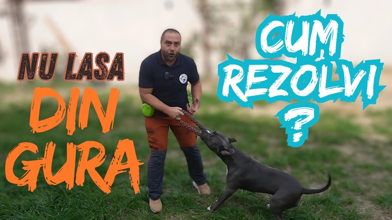 Cum faci dresaj cu un amstaff (sau orice alt caine) sa lase mingea din gura