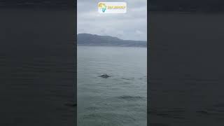 Endangered Humpback dolphins frolic in False Bay, South Africa | Animal Observations