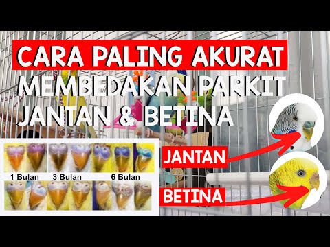 Video: Cara Mendapat Bau Anjing Urine dari Karpet