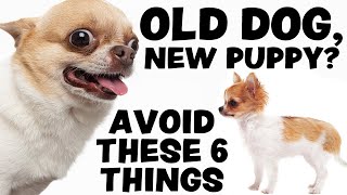 AVOID THESE 6 THINGS when Introducing a puppy to an older dog | Sweetie Pie Pets by Kelly Swift