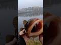 Erneut ein kapitaler Dorsch aus dem einsamen Fjord  #angeln #spinnfischen #norwegen #Dorsch #cod