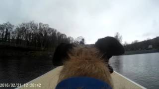 Dog cam in Llanberis