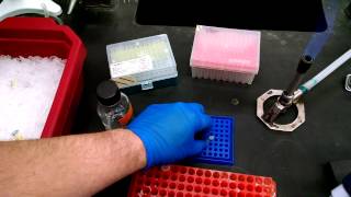 BIOL 302L Colony PCR Strep Lab Procedure