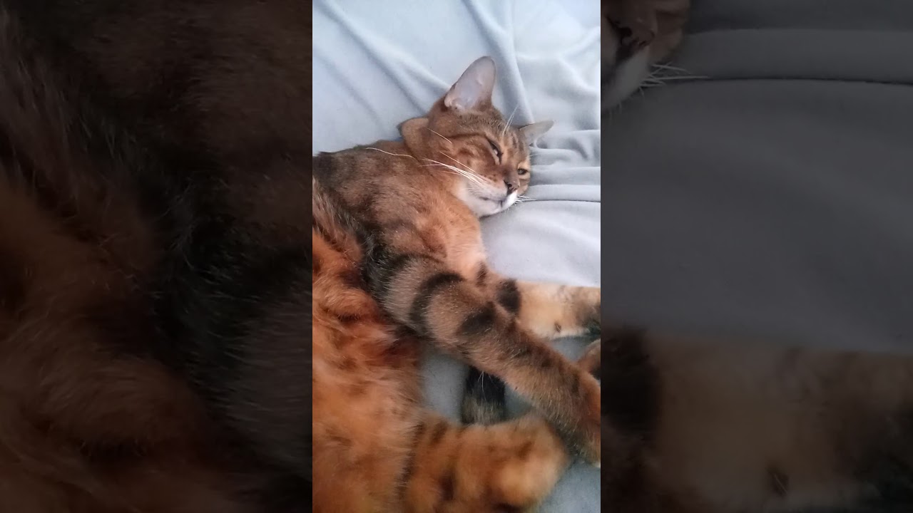 Cat sleep on bed like human YouTube
