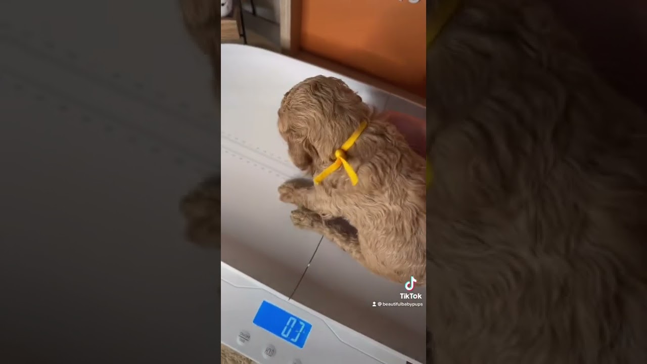 How to weigh puppies | 3 week poodles getting weighed
