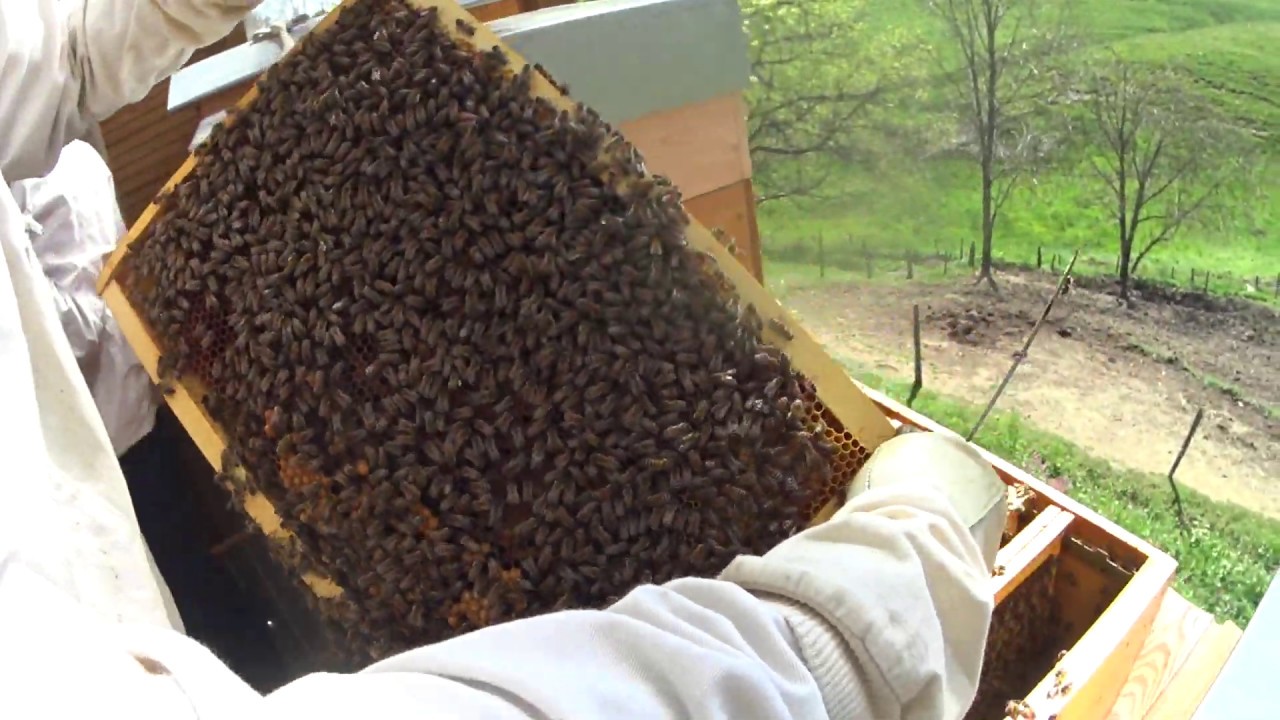 buck keld mai suite 2020