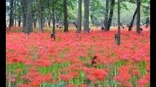 赤い花なら曼珠沙華