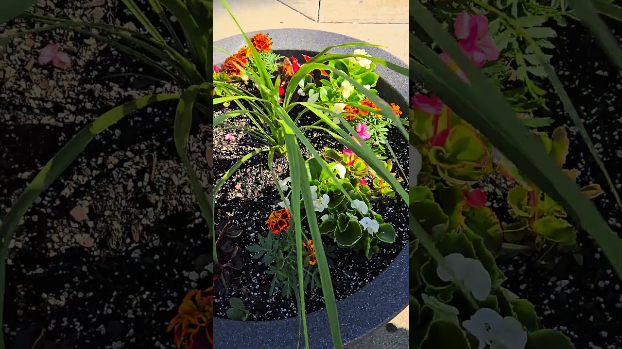 Sunshine state of mind. #shorts  #youtubeshorts