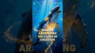 No Whales = No Memory (read comments) Profile