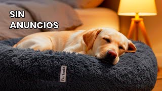 Tu Perro Dormirá Profundamente Toda La Noche Música Relajante 12 Horas