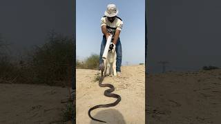🐍 Epic Snake Rescue to Save a Sheep