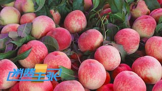 《消费主张》 20230621 时令鲜桃上市 诸多品种你爱哪一款？| 财经风云