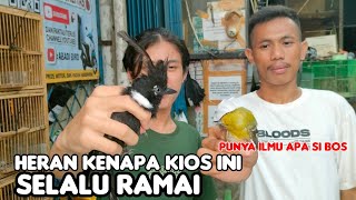 CUCAK IJO NOPENG 560. CILILIN 500. SAMYONG 450. REAL PRICE MAKES YOU WANT//ABADI BIRD PALMERAH
