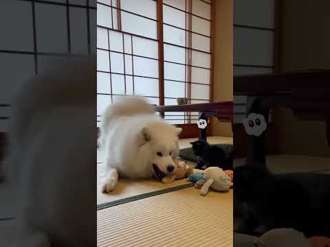 おもちゃで遊ぶサモエドと黒猫