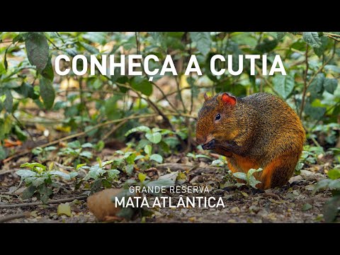 Vídeo: Que Cor De Cabelo Nos Animais é Chamada Cutia