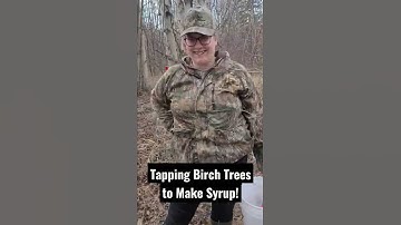 Tapping Birch Trees to Make Syrup