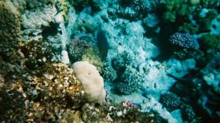 Egipt 2004, Sharm el Sheikh, rafa koralowa 2.
