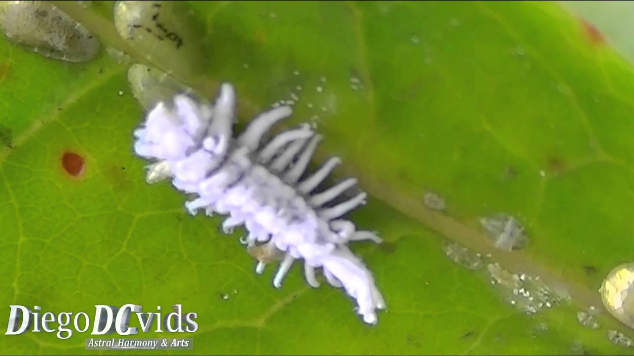 Mealybug species (Coccoidea - Pseudococcidae) Cochonilha