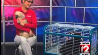 SPCA Sunday Pet Visit