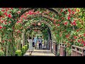 [4K] Seoul Rose Festival 2021 - Jungnang Rose Park Walking Tour | 서울장미축제 2021 - 중랑장미공원 날씨 좋은 날 도보 투어