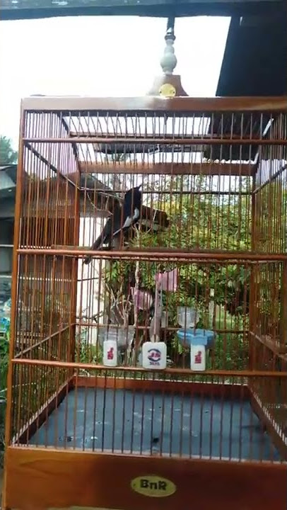 amunisi terbaru di markas Sc86 !!!... kacer PUTRA KALTIM siap bersaing Di Samarinda.