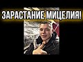 Как зарастает Мицелий Шампиньонов! Покровный слой!  Часть 1.