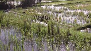 B099-Ducks.MOV