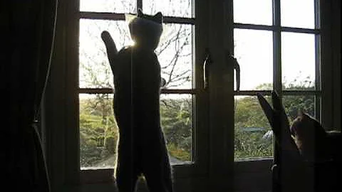 Video 2170321: british shorthair kittens, house british shorthair