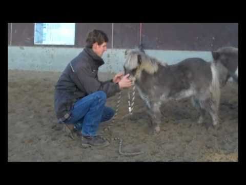 Natural Foal Education with Eddy Modde