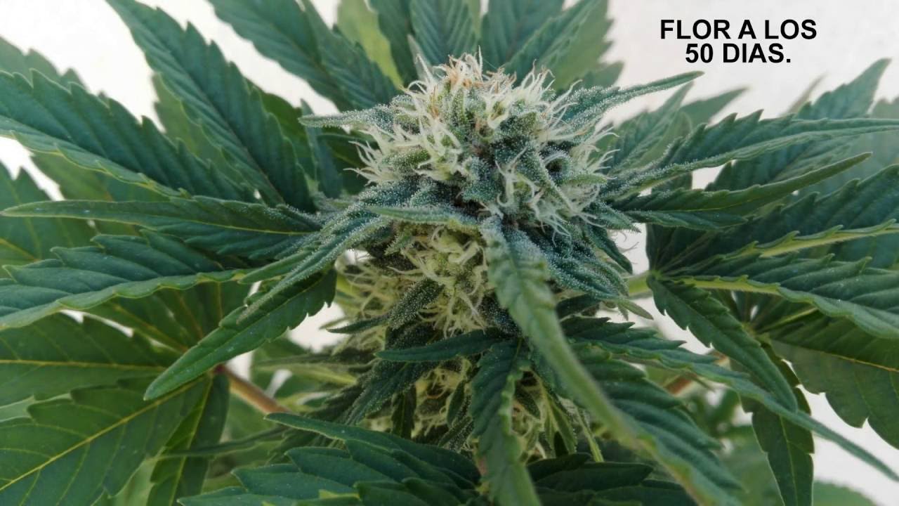 SEGUIMIENTO COMPLETO CHEESE AUTO CON BAJO CONSUMO, SEMILLA A GRANEL DE LASEMILLABARATA.COM