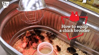 How to Equip a Chick Brooder | Tractor Supply Co.