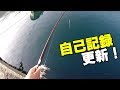 石鯛連発!!ヘダイが石鯛に変わった日 striped beakfish fishing